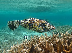 Poisson-bourse écriture (Aluterus scriptus)