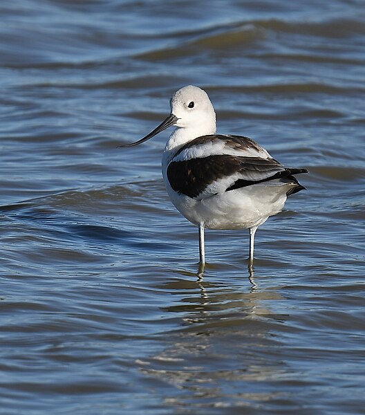 File:American Avocet - 52426890587.jpg