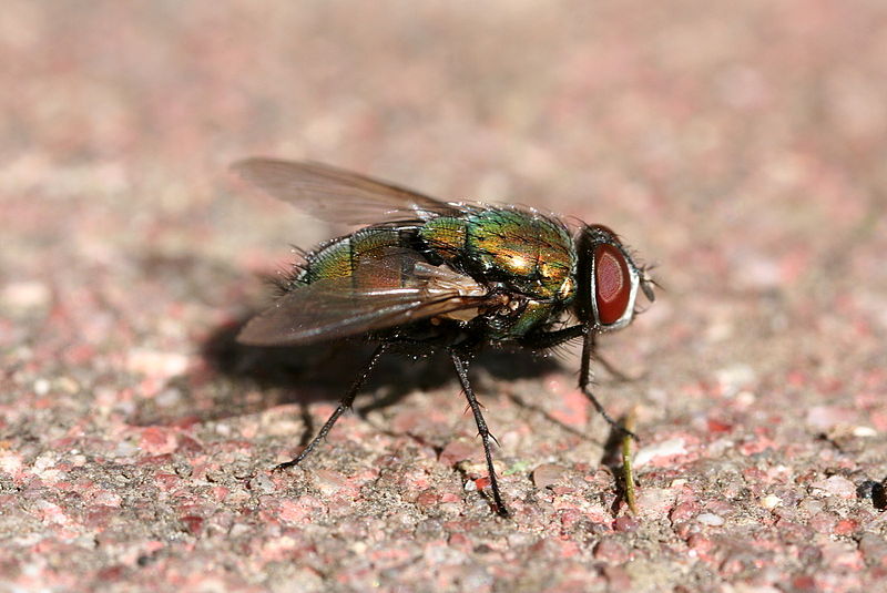 File:Green bottle fly2.jpg