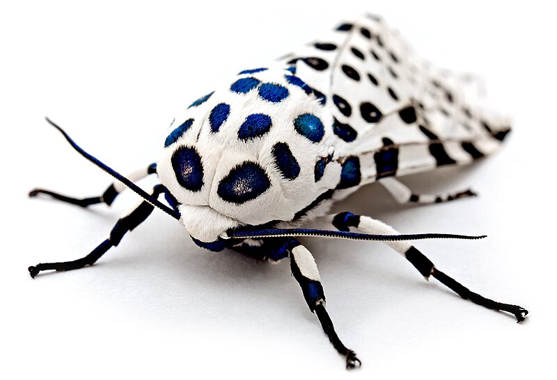 File:LeopardMothBlueSpots edit2.jpg