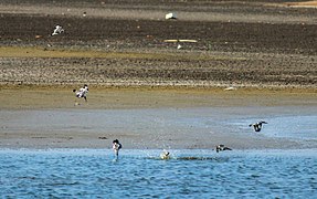 A composite image showing the fishing - from hovering to dive