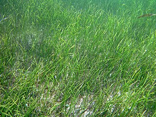 Manatee grass