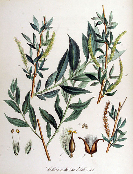 File:Salix undulata — Flora Batava — Volume v14.jpg