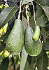 Avocados in Oaxaca