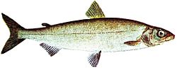 Common whitefish