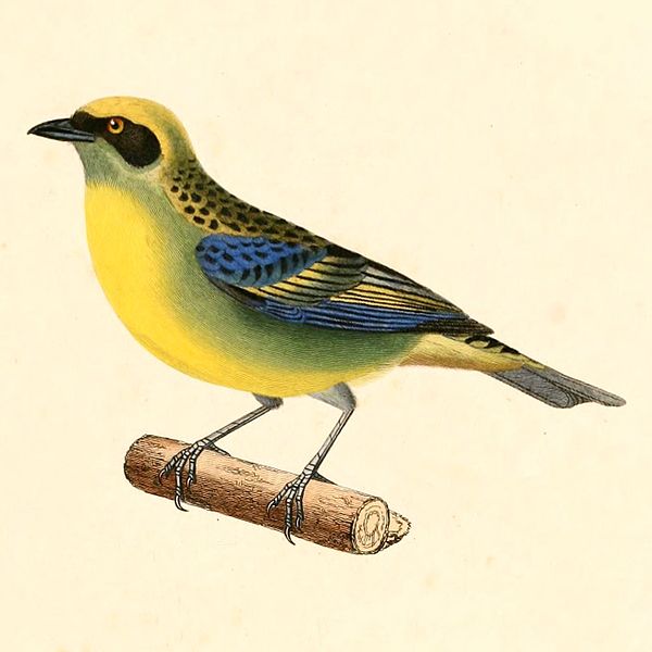 File:Tangara schrankii 1847.jpg