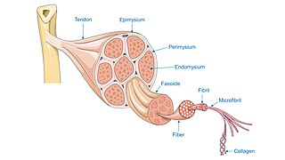 Tendon anatomy - Tendon Epimysium Fascicle Fiber Fibril etc -- Smart-Servier (cropped).jpg