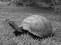 Galapagos tortoise