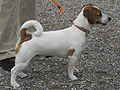 Jack Russell Terrier