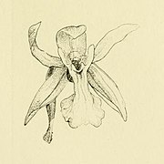 Coelogyne keithiana