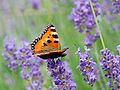 Aglais urticae