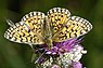 Boloria selene (Zilveren maan)