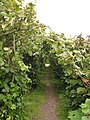 The nut garden, an avenue of hazelnut trees.