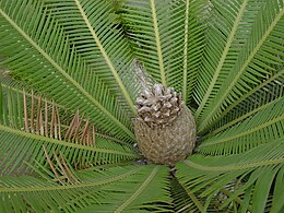 Valgomasis kiaušvis (Dioon edule)