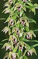 Epipactis helleborine