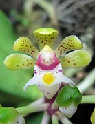 Gastrochilus obliquus