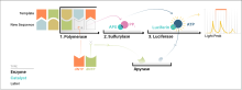 How Pyrosequencing Works.svg