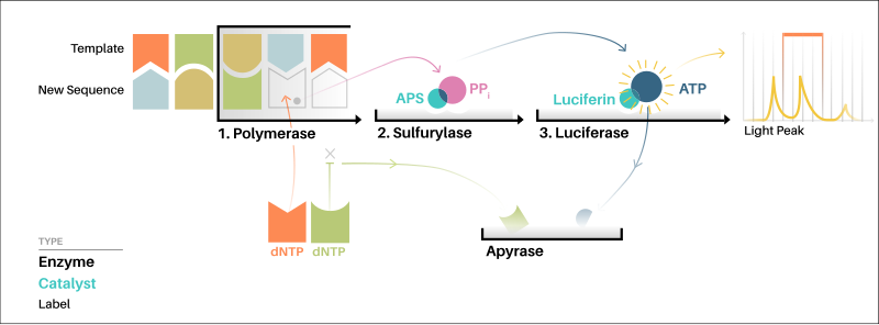 File:How Pyrosequencing Works.svg