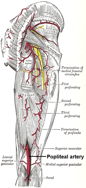 File:Popliteal artery.png