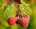 Himbeeren