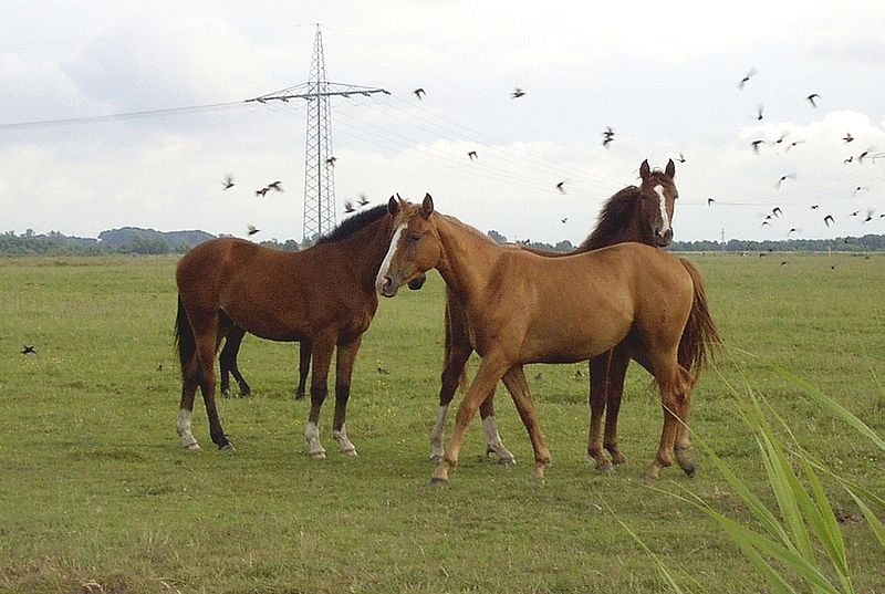 File:Reitpferde auf einer Weide4.jpg