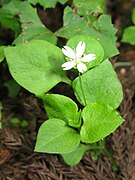 Stellaria diversiflora