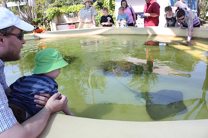 File:Stingrays with Theo and Vlady.jpg