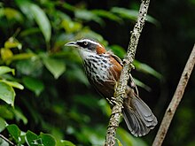 Strekbrystsigdtimal i Wulai, austlege Taiwan Foto: Wikimedia-brukar:Alnus