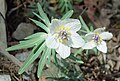 Tribus Actaeeae: Eranthis pinnatifida