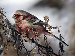 Långstjärtad rosenfink (C. sibiricus), placerades tidigare i det egna släktet Uragus.