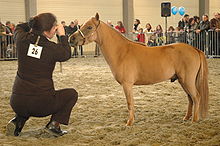 a very small pale chestnut horse