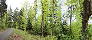 Mischwald im Mai, links die Rautenkranzer Straße, ein Waldweg