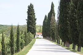 Oprtalj, tree-lined road.jpg