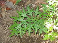 Fuèlha d'Acanthus spinosus