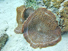 Amplexidiscus fenestrafer