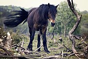 Schwarzbrauner mit braunen Haaren um Maul, Augen und zwischen den Beinen