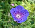 Geranium 'Johnson's Blue'