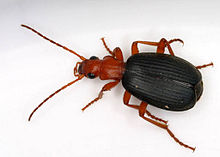 Brachinus species