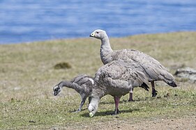 Pair with juvenile, Maria Island