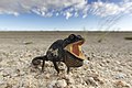 Un camaleón de Namaqua (Chamaeleo namaquensis) haciendo una exhibición amenazadora con su papada.