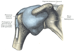 Anatomický obraz ramene