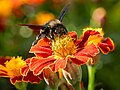 * Nomination Large blue wood bee on a marigold flower --Ermell 08:37, 4 November 2024 (UTC) * Promotion  Support Good quality. --George Chernilevsky 08:51, 4 November 2024 (UTC)