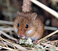 Harvest mouse1.jpg