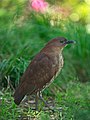 Japanese night heron (Gorsachius goisagi) in Osaka, Japan