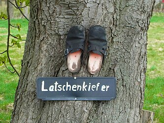 Hinweis auf Scherzkekse in der Gegend von Oelerse: eine „Latschenkiefer“