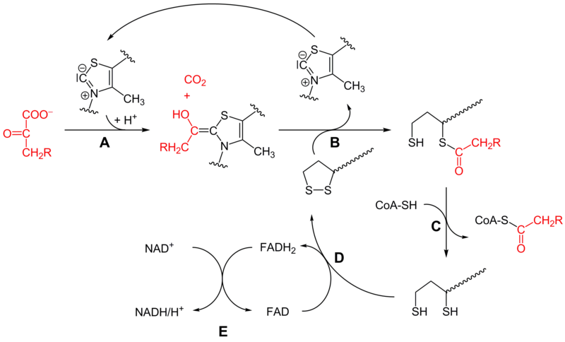 File:PDH schema.png