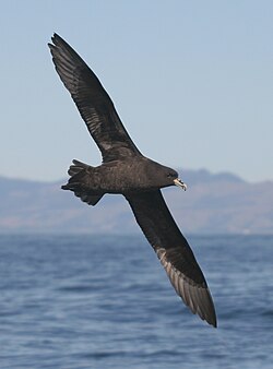 Baltzoda vētrasputns (Procellaria aequinoctialis)