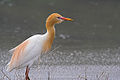 Cattle egret