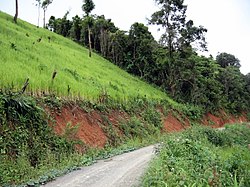 A rice field rises along a steep slope on the left side of a small road. In the background, the remaining forest can be seen.