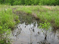 Emergent slough along the Cumberland River, Tennessee